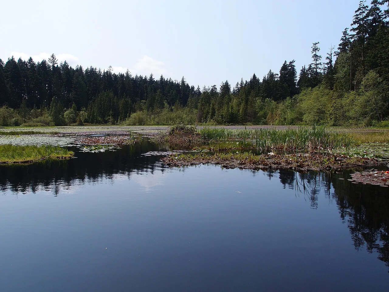 Forest reflected in Beaver Lake in Stanley Park