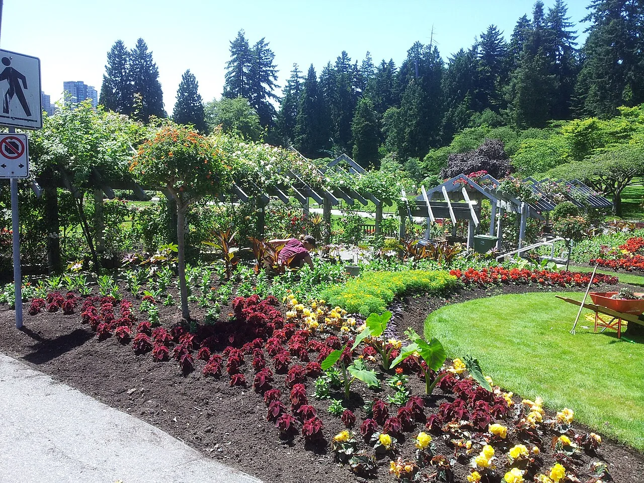 Flower beds and climbing roses in the Stanley Park Rose Garden